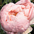 Roza - Angleška vrtnica - Auswonder